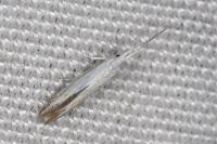 Coleophora kuehnella