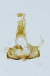 Coleophora kuehnella