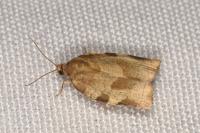 Choristoneura hebenstreitella