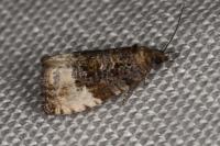 Hedya pruniana
