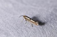 Parahyponomeuta egregiella