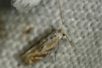 Bucculatrix bechsteinella