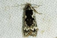 Anacampsis blattariella