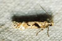 Caryocolum blandellum