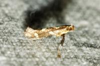 Calybites phasianipennella