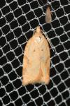 Acleris ferrugana/notana