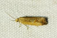 Bactra lancealana