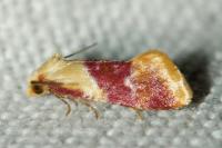 Diceratura ostrinana