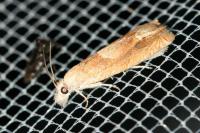 Eucosma conterminana