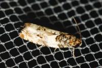 Gypsonoma dealbana
