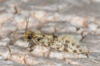 Eumasia parietariella