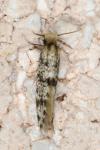 Eumasia parietariella