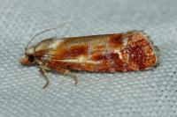 Rhyacionia buoliana