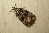 Celypha lacunana