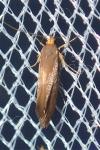 Crassa unitella