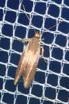 Crassa unitella
