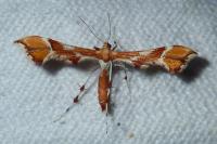 Cnaemidophorus rhododactylus