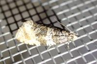 Orthotaenia undulana