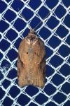 Acleris