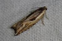 Ancylis apicella