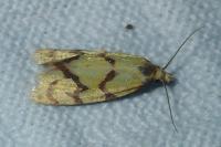 Agapeta hamana