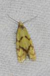 Agapeta hamana