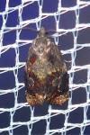 Ditula angustiorana