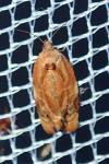 Ditula angustiorana