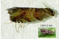 Strophedra nitidana