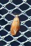 Gynnidomorpha rubricana