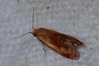 Gynnidomorpha rubricana