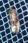 Hedya nubiferana