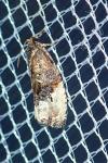 Hedya nubiferana