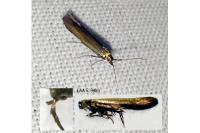 Coleophora alcyonipennella