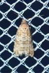 Isotrias stramentana