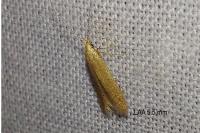 Coleophora lutipennella
