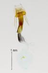 Coleophora lutipennella
