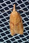 Sparganothis pilleriana
