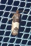 Spilonota ocellana