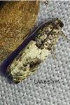 Gypsonoma sociana