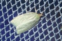 Tortrix viridana