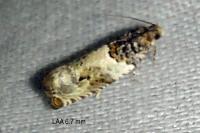 Gypsonoma dealbana