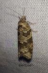 Cnephasia stephensiana