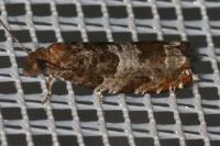 Ancylis achatana