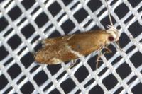 Orophia sordidella