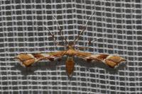 Cnaemidophorus rhododactylus