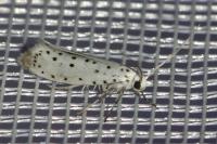Yponomeuta