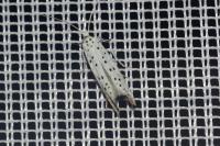 Yponomeuta