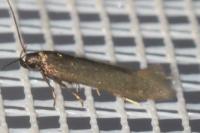 Oxypteryx unicolorella