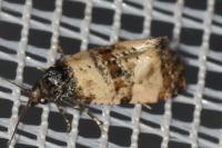 Cochylichroa atricapitana